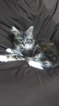 みもさん 様のお迎えした子猫