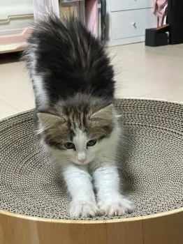 hueii 様のお迎えした子猫