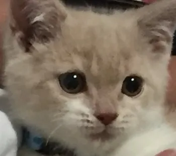 nanato mama 様のお迎えした子猫