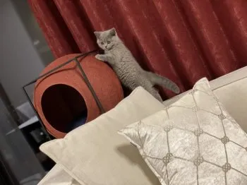 ひじりん 様のお迎えした子猫