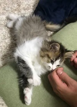 あーちゃん 様のお迎えした子猫