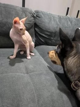 Y.S 様のお迎えした子猫