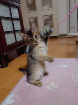 ミナミ 様のお迎えした子猫