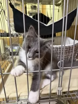 C.O 様のお迎えした子猫