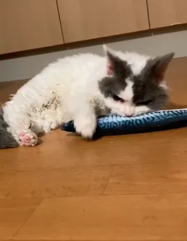 E.N 様のお迎えした子猫