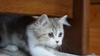 Sora 様のお迎えした子猫