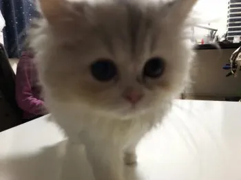 遊牧民キノ 様のお迎えした子猫