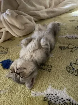 Y.K 様のお迎えした子猫