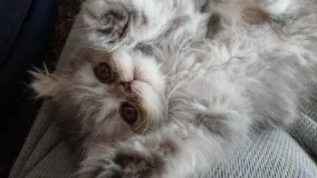 くぃ 様のお迎えした子猫