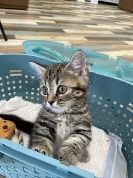 T.T 様のお迎えした子猫