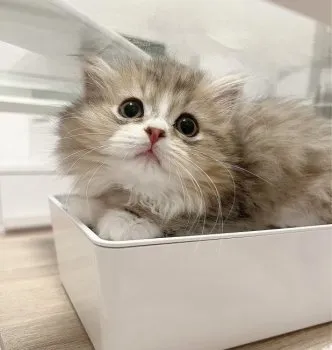 さち 様のお迎えした子猫