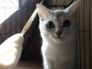 こやなぎ 様のお迎えした子猫