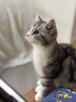 もも 様のお迎えした子猫
