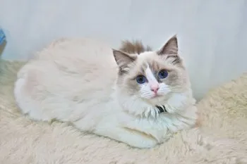 haru 様のお迎えした子猫