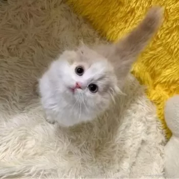 M.K 様のお迎えした子猫