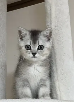 まゆさん 様のお迎えした子猫