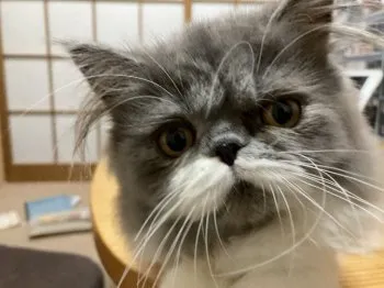 うんちゃん 様のお迎えした子猫