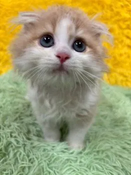 H.M 様のお迎えした子猫