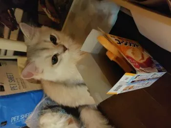 M.H 様のお迎えした子猫