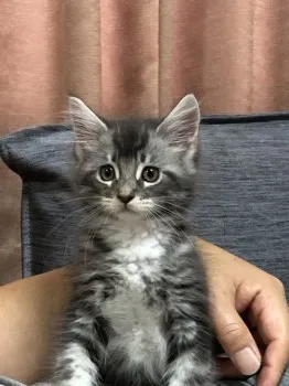 aoママ 様のお迎えした子猫