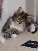 かずさん 様のお迎えした子猫