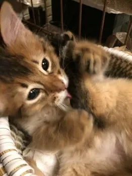 Aya 様のお迎えした子猫