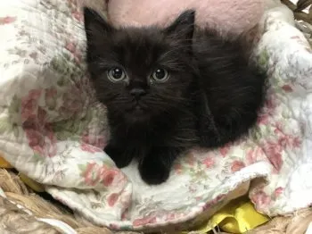 レム 様のお迎えした子猫