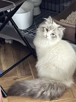 にゃお。 様のお迎えした子猫
