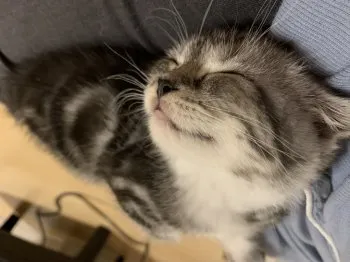 Na 様のお迎えした子猫
