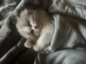 ちびた 様のお迎えした子猫