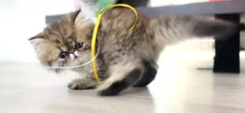 M.O 様のお迎えした子猫
