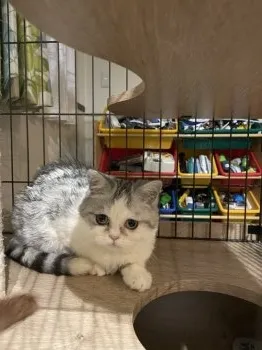 しらたま 様のお迎えした子猫