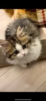 さくらもち 様のお迎えした子猫