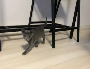 nashi 様のお迎えした子猫