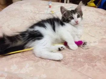 もも 様のお迎えした子猫