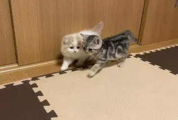Y 様のお迎えした子猫
