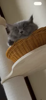 ジュニア 様のお迎えした子猫