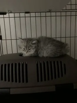 たけ 様のお迎えした子猫