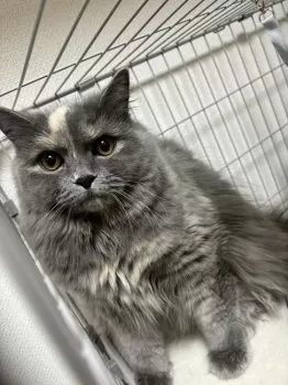 ちょみ 様のお迎えした子猫