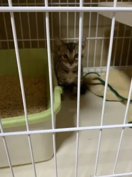 ete 様のお迎えした子猫