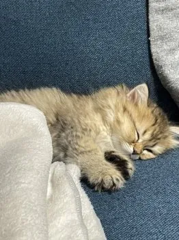 あけ 様のお迎えした子猫