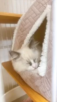 MG 様のお迎えした子猫