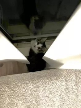 M.N 様のお迎えした子猫