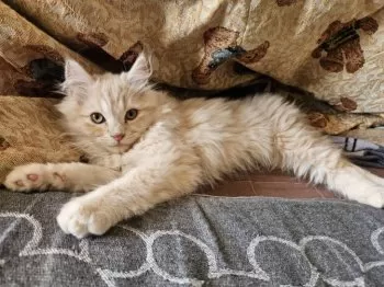 M.O 様のお迎えした子猫