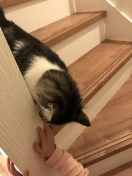 O.H 様のお迎えした子猫