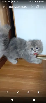 ゆず 様のお迎えした子猫