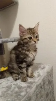 わさび 様のお迎えした子猫