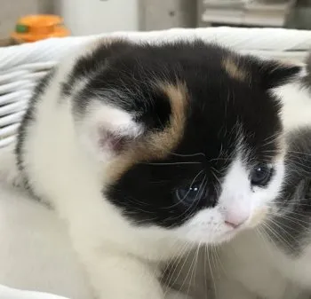 ひなのお父さん 様のお迎えした子猫