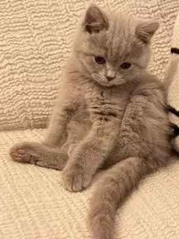 M.K 様のお迎えした子猫