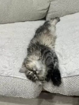 あーちゃん 様のお迎えした子猫